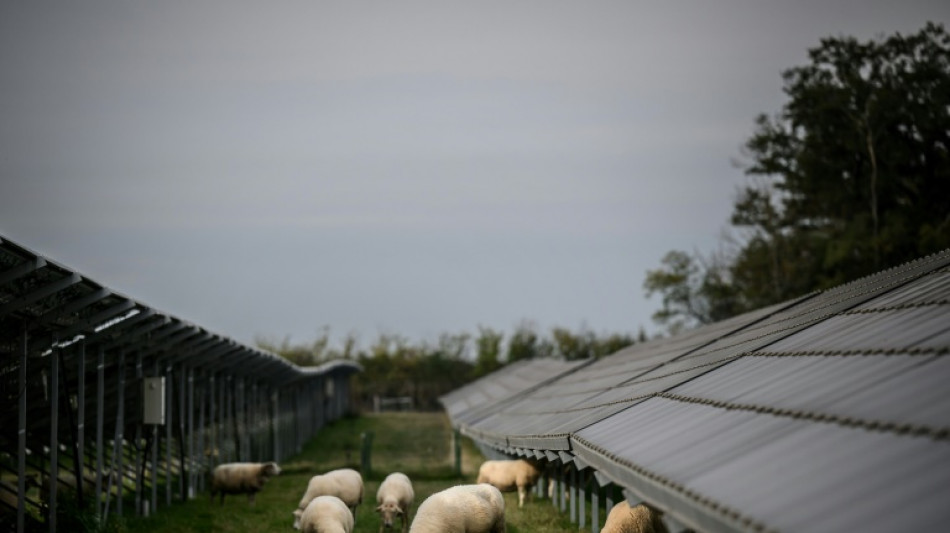 Dans la Nièvre, des paysans refusent de vivre à l'ombre de l'agrivoltaïsme