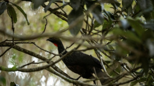 From the rear end of a pheasant, Brazil's best coffee