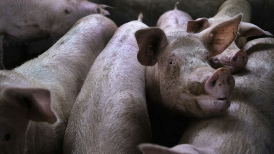 Hunderte Schweine sterben bei Unfall von Tiertransporter in Schleswig-Holstein