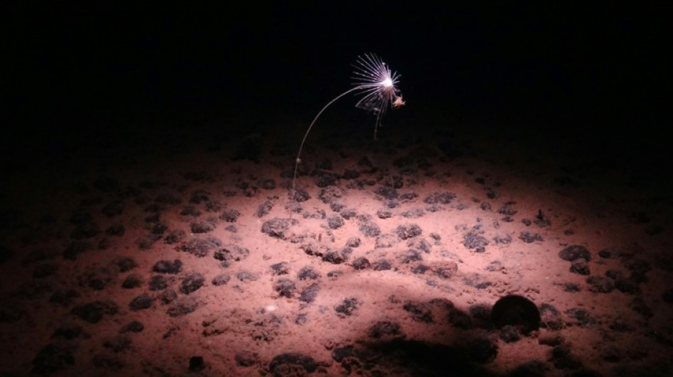 Deep sea mining opponents hope to score regulatory win