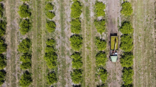 L'orange de Floride, fruit emblématique en crise