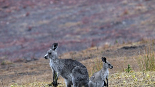 Australia told to shoot kangaroos before they starve