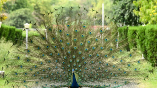 Indian YouTuber arrested after peacock curry video