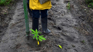 Mercado de carbono, o novo El Dorado da Amazônia brasileira?