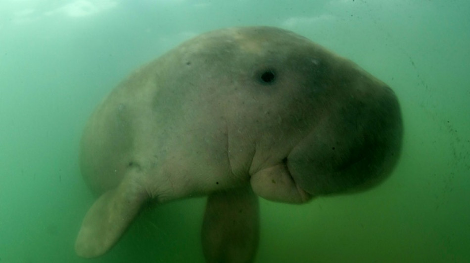 Dugones, conchas de abulón y corales amenazadas de extinción reflejan destrucción de los mares