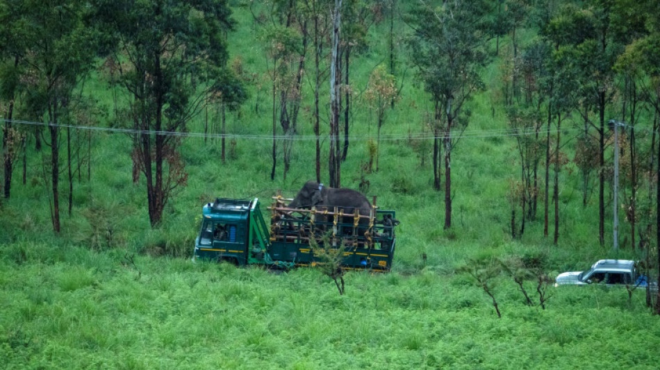 Elefante que roubava arroz e matou pelo menos seis pessoas foi capturado na Índia