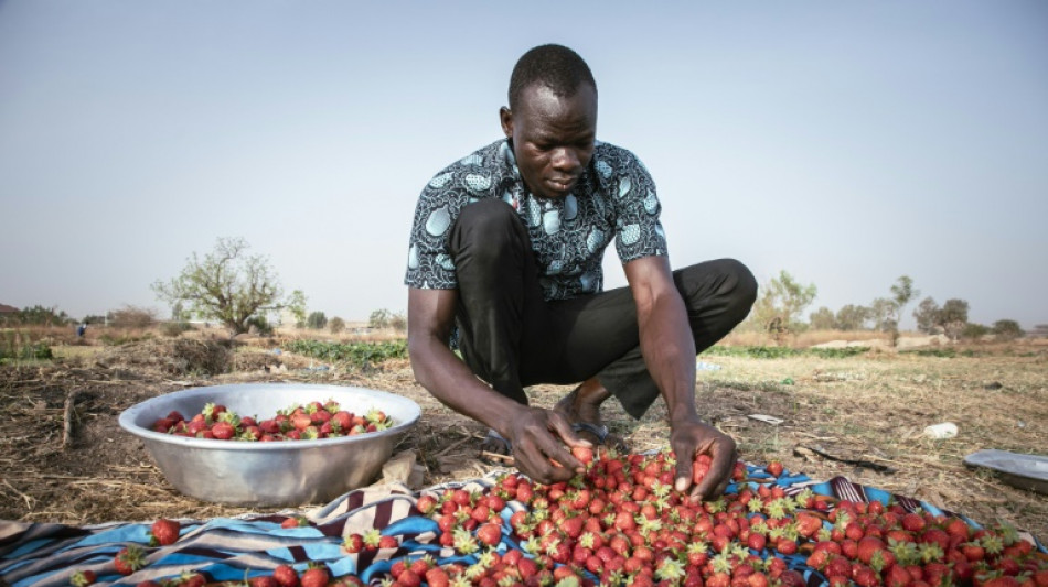 Unexpected strawberry crop spins Burkina's 'red gold'