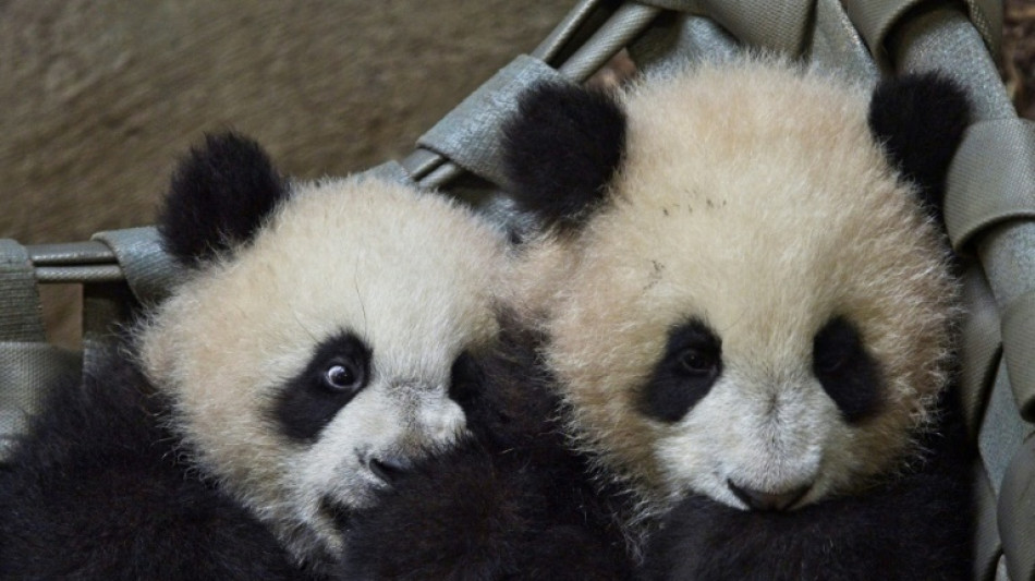 Premières sorties en extérieur pour les jumelles pandas de Beauval