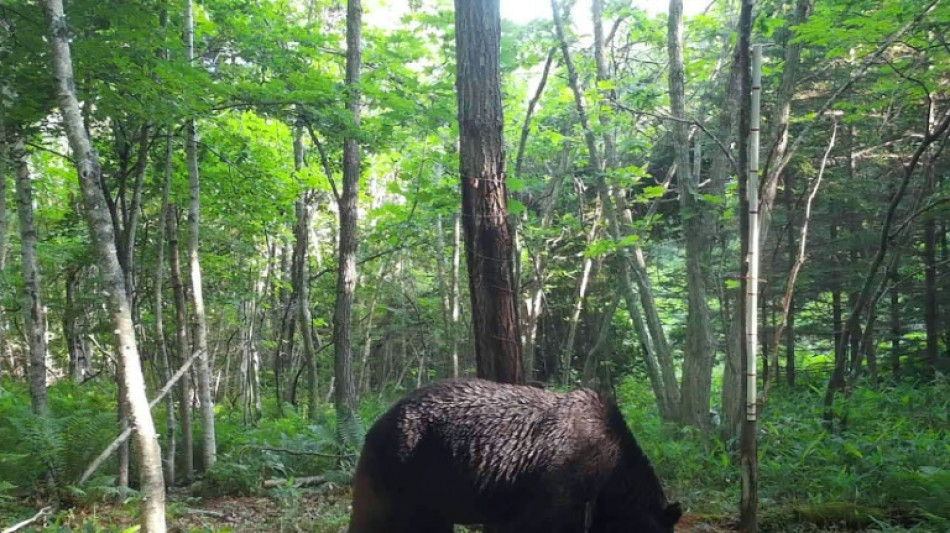 Japon: un ours brun "ninja" abattu après quatre ans de traque