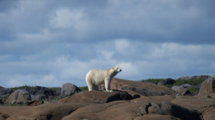 Polar bear hell: An ice pack that keeps receding