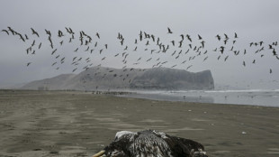 Hunderte Seelöwen in Peru an Vogelgrippe verendet