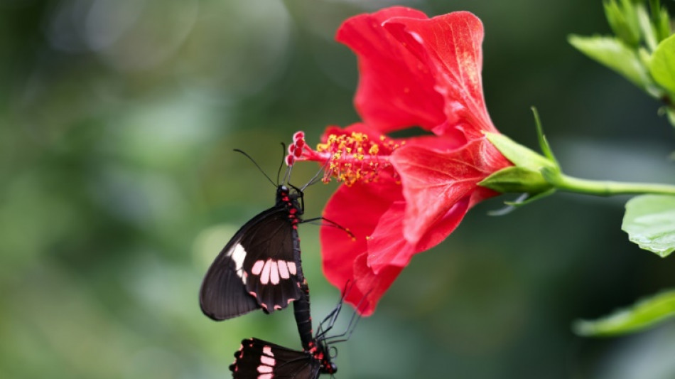 El Reino Unido invita a los amantes de la naturaleza a un censo de mariposas