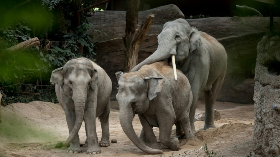 Au zoo de Zürich, un redoutable virus remplit le cimetière des éléphants