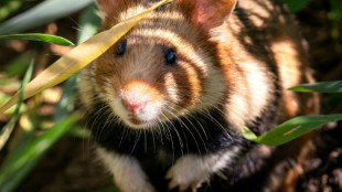 Alsace: doublement du nombre de terriers de grands hamsters, espèce en voie d'extinction