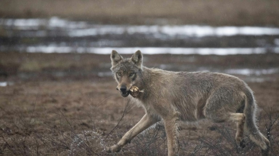 Wildlife commission lowers European wolf protections