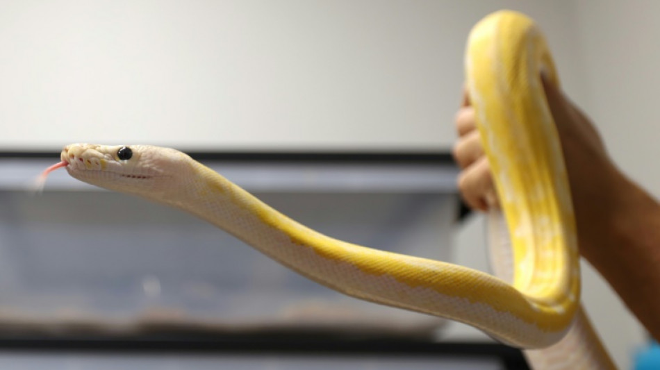 Python büxt in Hannover zweimal binnen zwei Wochen aus