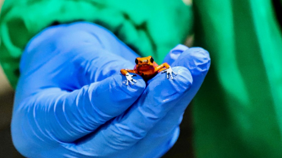 130 poisonous frogs seized at Bogota airport