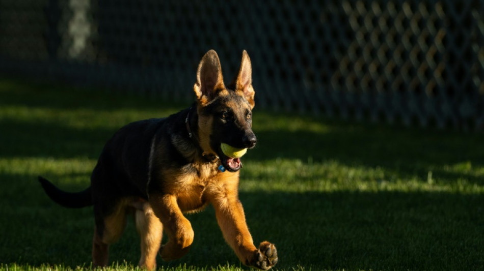 Hund von US-Präsident Biden soll Personal gebissen haben