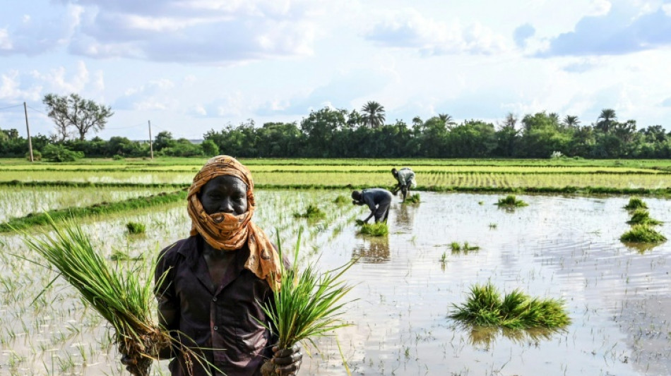 El arroz alcanza su precio mundial más alto en 15 años, según FAO