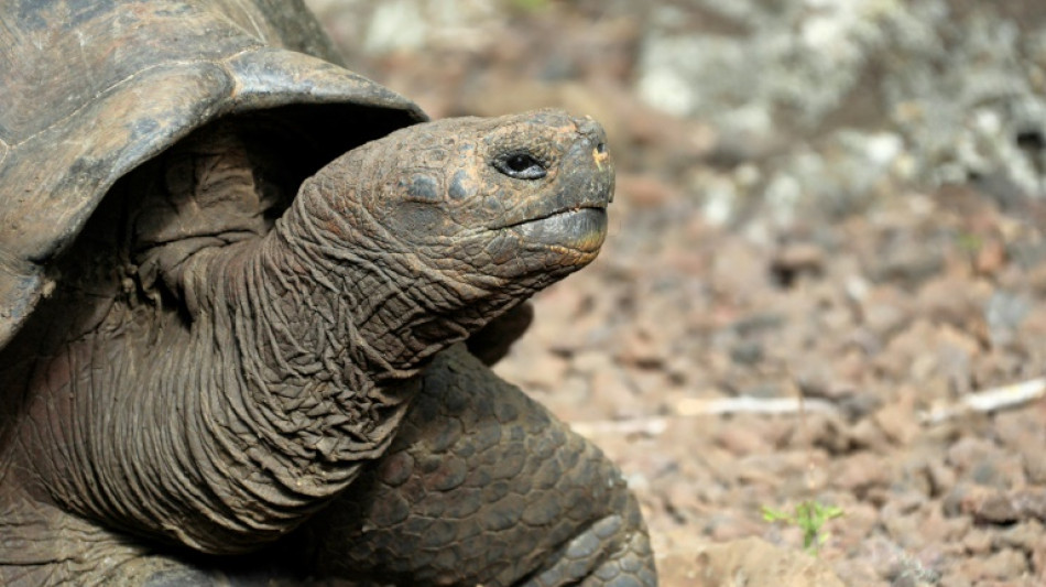 Scuba diving boat sinks off Ecuador's Galapagos Islands