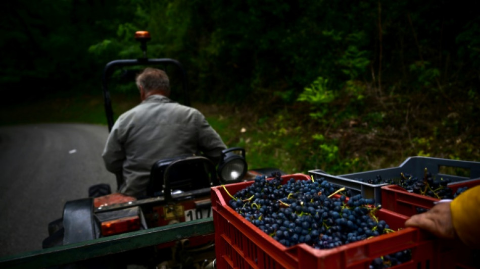 Frankreich beantragt 120 Millionen EU-Hilfen für Rodung von Weinbergen