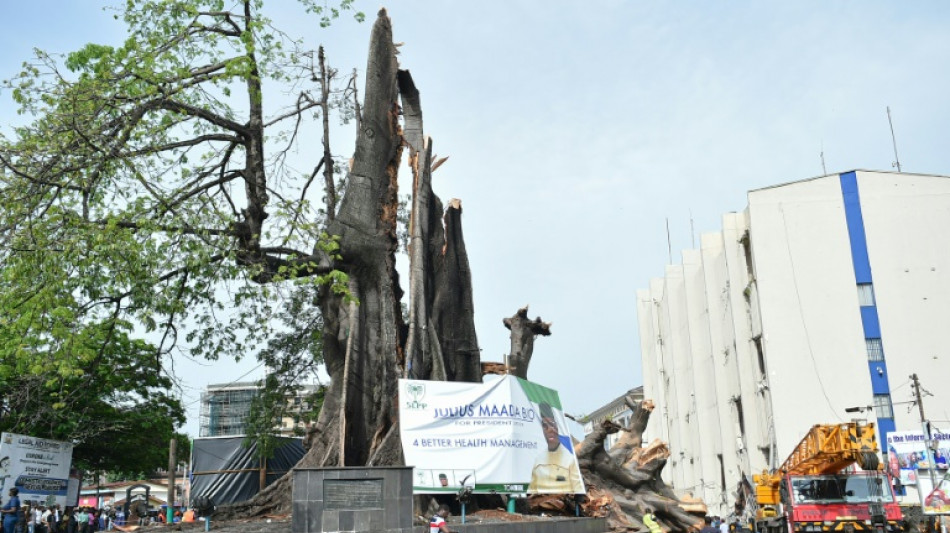 Un árbol emblemático de Sierra Leona, destrozado tras una fuerte tormenta