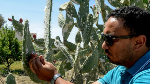 Insect infestation ravages North African prickly pear