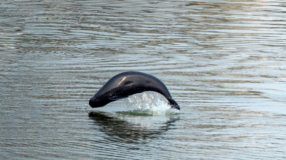 New research shows porpoises not harmed by offshore windfarms 