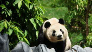 California zoo throws a show to welcome back Chinese pandas 