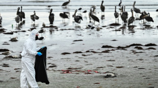 Chile says recent mass seabird death not due to avian flu