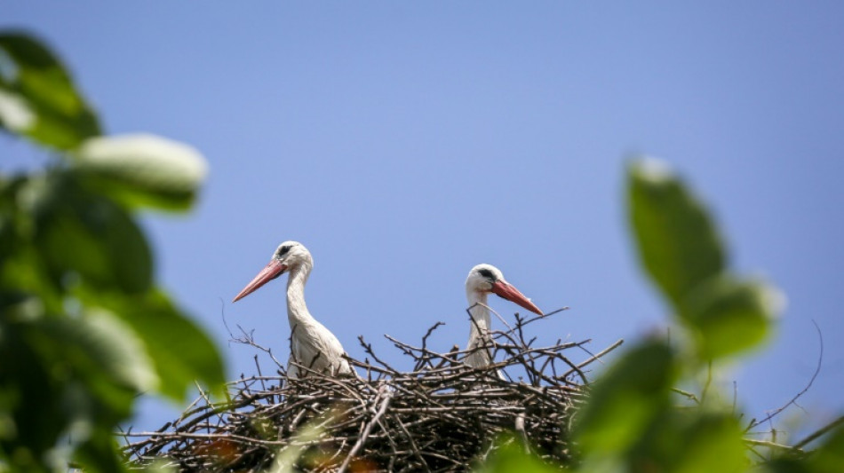 Half world's birds in decline, species moving 'ever faster' to extinction