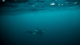 Au large de l'Afrique du Sud, des orques tueuses de requins