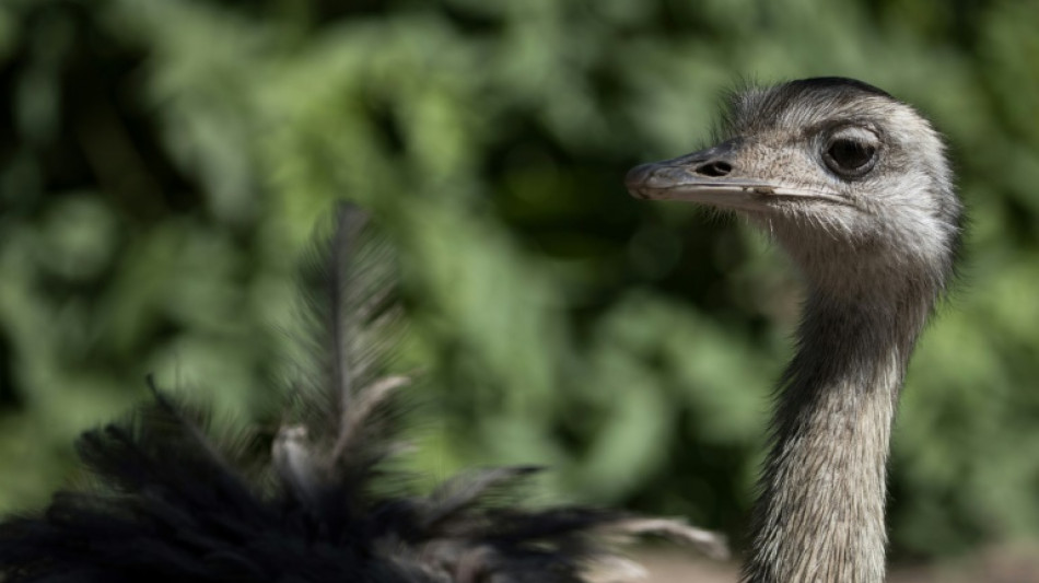 Aus Gehege ausgebüxt: Aggressiver Emu in Thüringen erschossen 