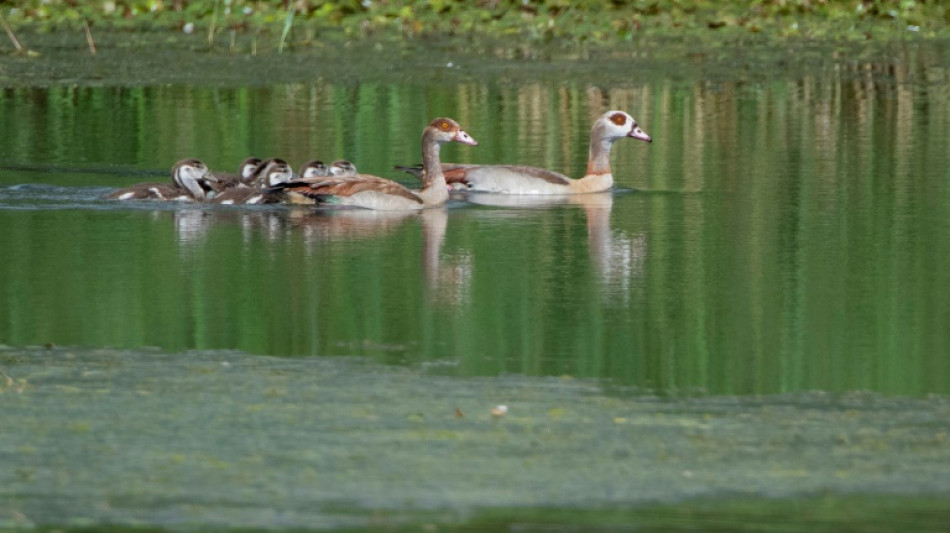 Egyptian geese spread wings in France, threatening biodiversity