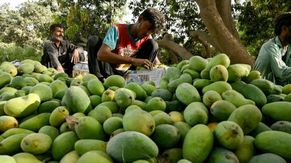 Pakistan farmers pin poor mango crop on climate change