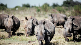 Mueren casi 500 rinocerontes por un aumento de la caza furtiva en Sudáfrica