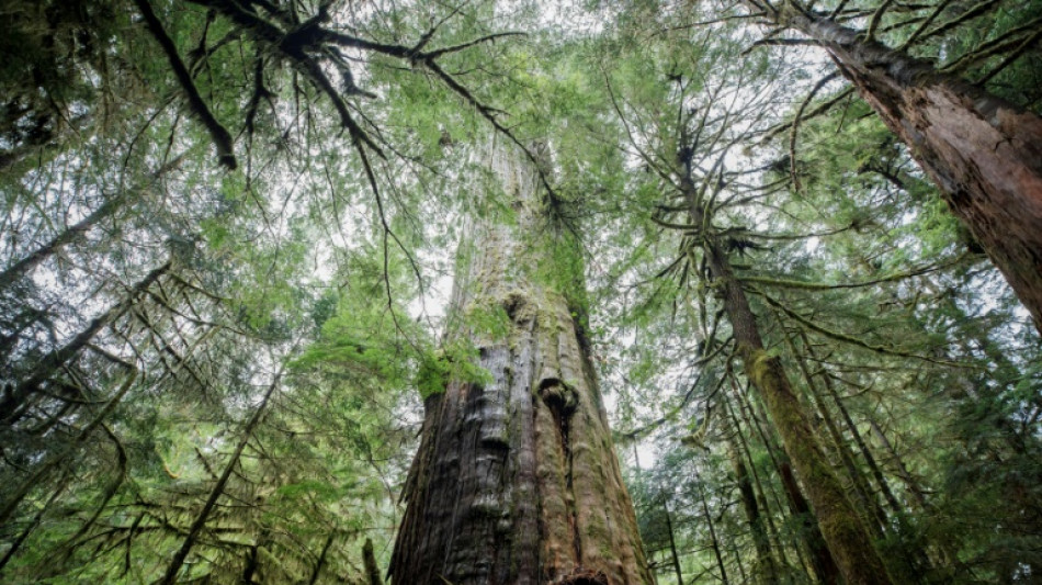 Even modest climate change imperils northern forests: study