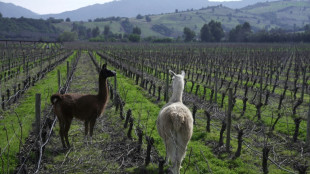 Productores de vinos chilenos rescatan viejas técnicas para afrontar cambio climático