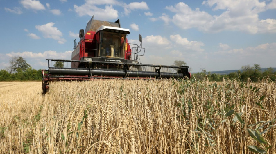 Getreide-Beschränkungen: Ukraine klagt vor WTO gegen Polen, Slowakei und Ungarn