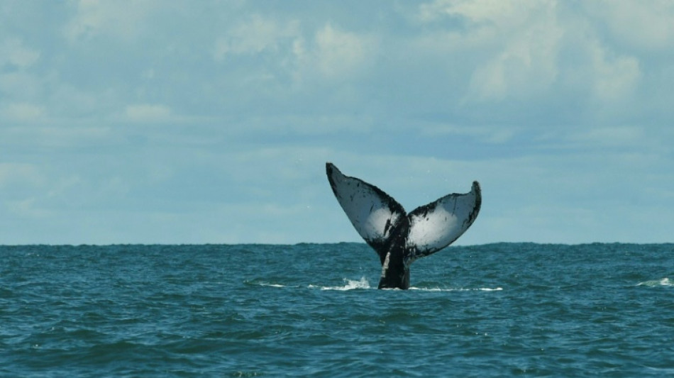 La protection des zones marines permettrait d'augmenter la pêche de 12% 