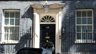 Kater Larry könnte Konkurrenz in der Downing Street bekommen