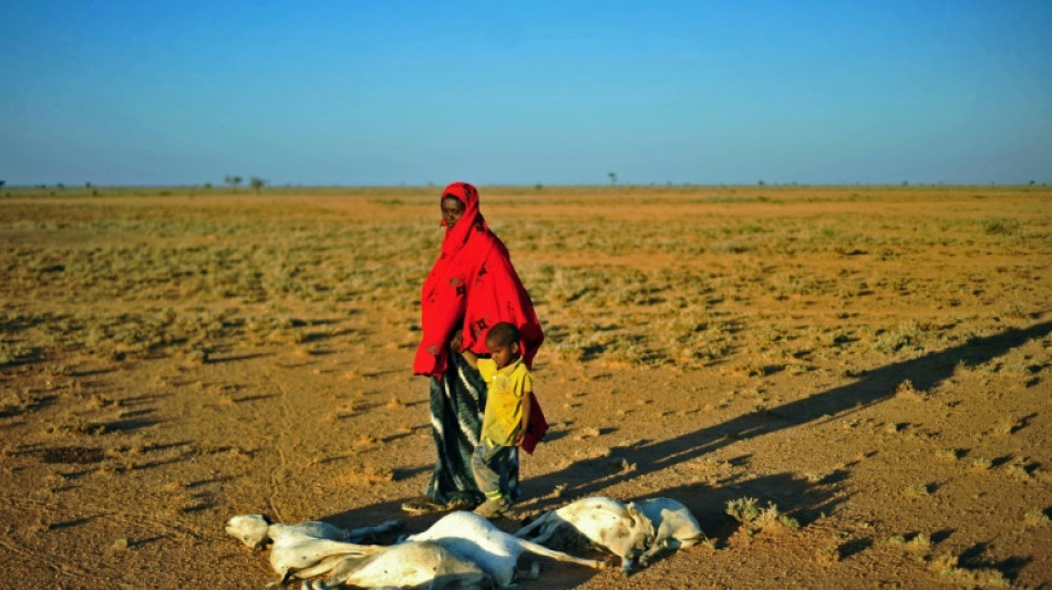 En Somalie, une assurance pour pallier les effets de la sécheresse pour les éleveurs