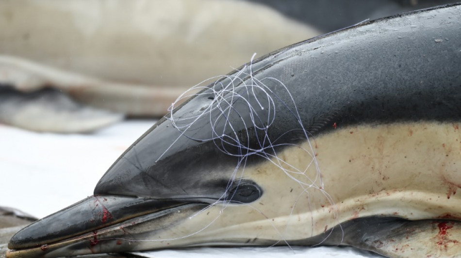 Dauphins: le mois sans pêche dans le golfe de Gascogne concernera plus de navires