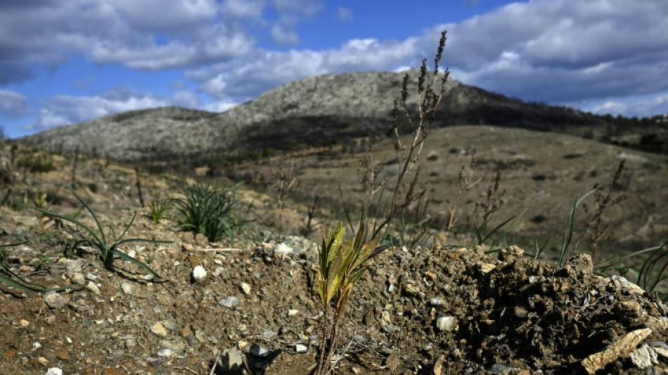 New hope for forests of ancient Athens' silver hills