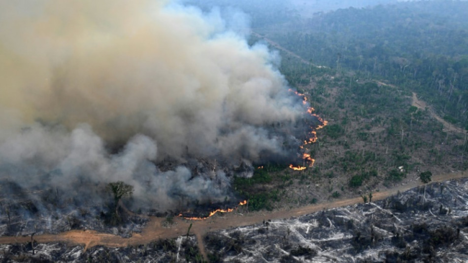 Deforestación en Amazonía arrasó área similar a Colombia en 40 años