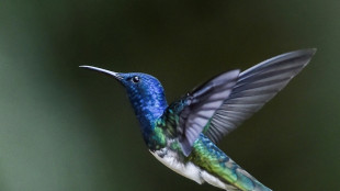 Las colibríes hembras se disfrazan de machos para competir por el néctar