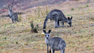 Australia valora sacrificar canguros para evitar que mueran de hambre