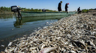 Irak: des "tonnes" de poissons morts échoués sur les bords d'une rivière