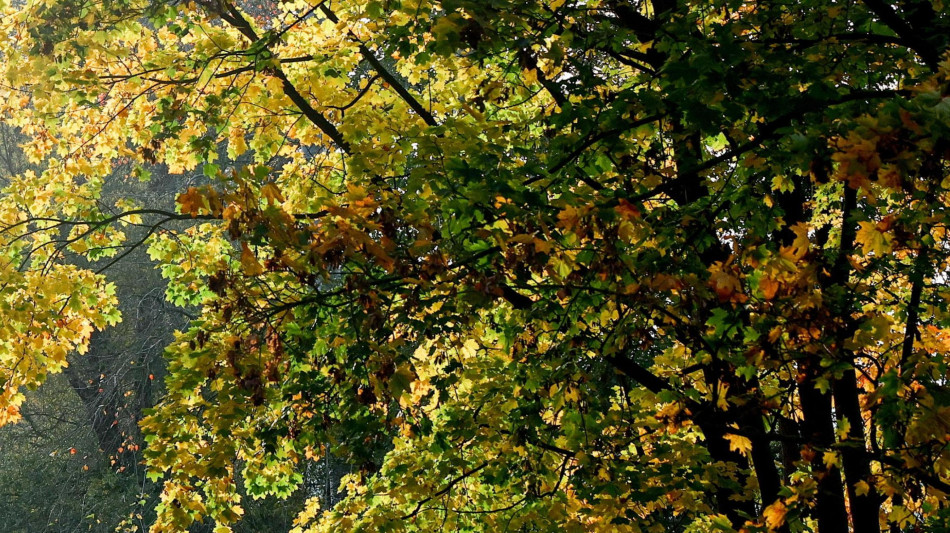 Il foliage dell'Appennino tosco-emiliano incanta i satelliti