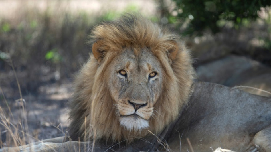 La oxitocina, la hormona del amor, convierte a fieros leones en gatitos